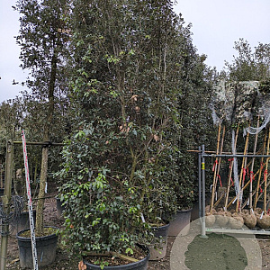 Quercus ilex 300-350 cm container meerstammig