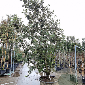 Quercus ilex 350-400 cm cont. 230L extra
