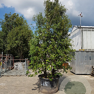 Quercus ilex 350-400 cm cont. 500L meerstammig