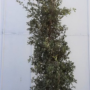Quercus ilex 350-400 cm container