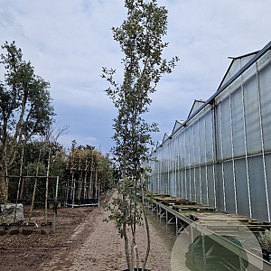 Quercus ilex 400-450 cm cont. 750L meerstammig
