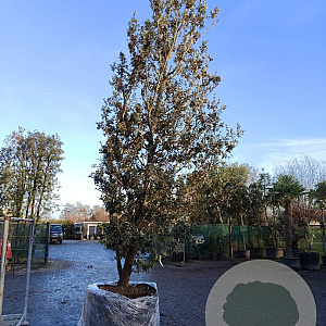 Quercus ilex 500-550 cm container