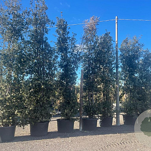 Quercus ilex 500-550 cm container