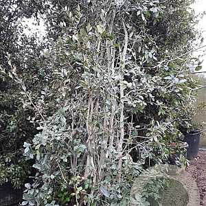 Quercus ilex 500-550 cm container