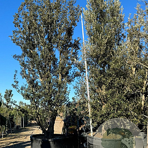 Quercus ilex 500-550 cm container meerstammig