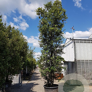 Quercus ilex 550-600 cm container meerstammig