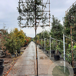 Quercus ilex 6-8 cm container 200 cm stam leiboom