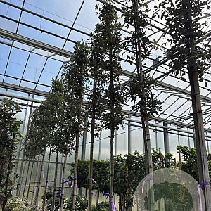 Quercus ilex 8-10 HO container