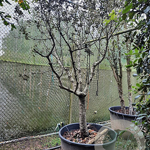 Quercus ilex rotundifolia 250 cm stam container 20-25