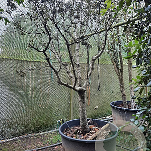 Quercus ilex rotundifolia 250 cm stam container 20-25