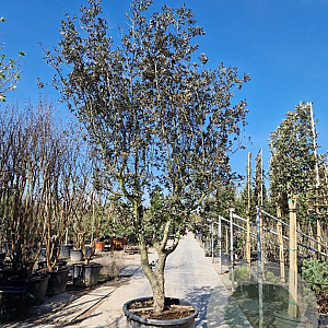 Quercus ilex rotundifolia 40 cm stam container