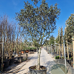 Quercus ilex rotundifolia 70 cm stam container 35-40