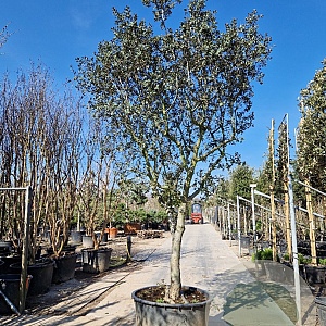 Quercus ilex rotundifolia 70 cm stam container 35-40