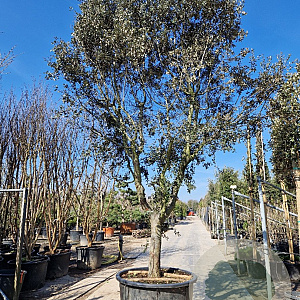 Quercus ilex rotundifolia 70 cm stam container 45-50