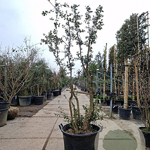 Quercus suber 175-200 cm cont. 130L multi bol