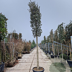Quercus suber 180 cm stam container 30-35