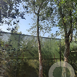 Quercus suber 200 cm stam container 45-50