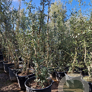 Quercus suber 250-300 cm cont. 160L meerstammig