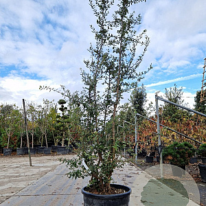Quercus suber 250-300 cm cont. 70L meerstammig