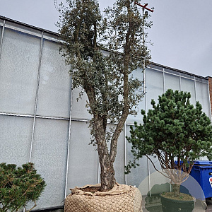 Quercus suber 50 cm container 80-100