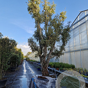 Quercus suber 50 cm container 80-100