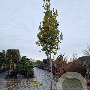 Quercus turneri 'Pseudoturneri' 200 cm stam draadkluit 18-20