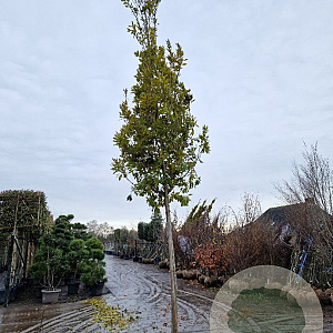 Quercus turneri 'Pseudoturneri' 200 cm stam draadkluit 18-20