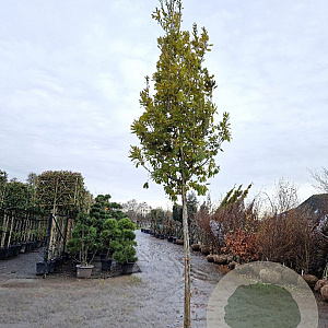 Quercus turneri 'Pseudoturneri' 200 cm stam draadkluit 20-25