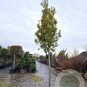 Quercus turneri 'Pseudoturneri' 200 cm stam draadkluit 20-25