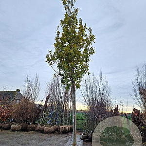 Quercus turneri 'Pseudoturneri' 200 cm stam draadkluit 25-30