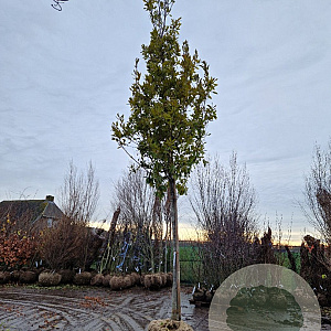 Quercus turneri 'Pseudoturneri' 200 cm stam draadkluit 25-30