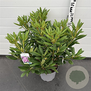 Rhododendron 'Roseum Elegans' 50-60 cm 7,5L