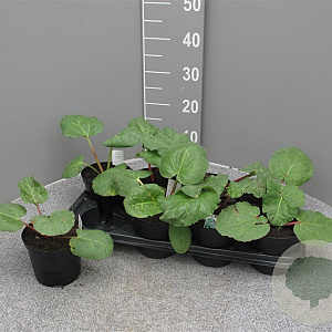 Rheum rhabarbarum P14