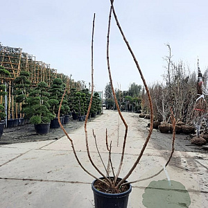 Rhus typhina 'Dissecta' 200-250 cm 35L