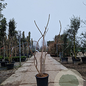Rhus typhina 'Dissecta' 200-250 cm 35L