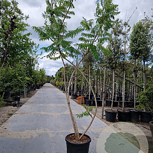 Rhus typhina 'Dissecta' 250-300 cm 35L