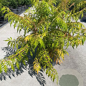 Rhus typhina Tiger Eyes 80-100 cm 12L