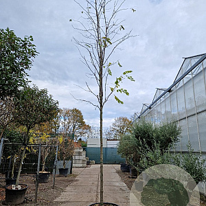 Robinia marg. Casque Rouge 200 cm stam container 16-18 leiboom