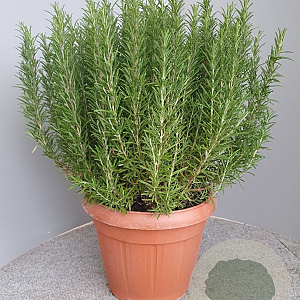 Rosmarinus officinalis GM 30L