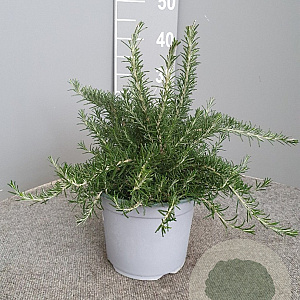 Rosmarinus off. 'Prostratus' GM C3