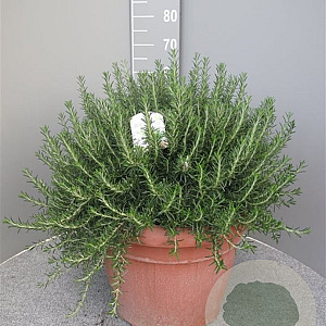 Rosmarinus off. 'Prostratus' GM 30L