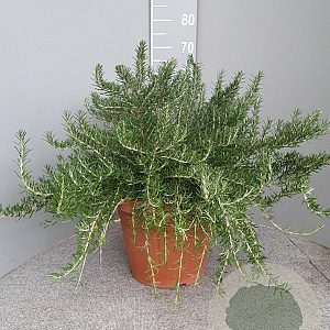 Rosmarinus off. 'Prostratus' GM 30L