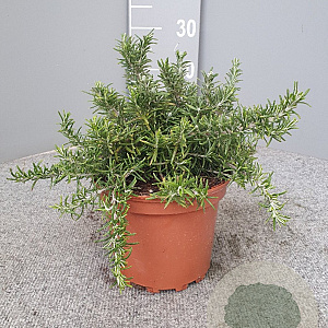 Rosmarinus off. 'Prostratus' GM P17