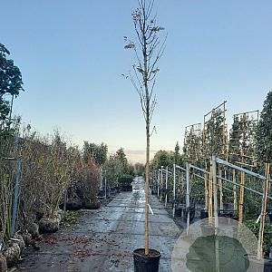 Robinia ps. 'Frisia' 200 cm stam container 14-16 hoge lei