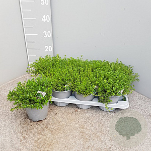 Satureja montana P14