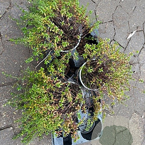 Satureja montana P14