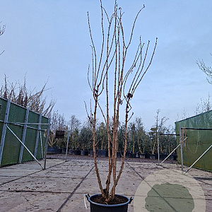 Sambucus nigra Black Tower 250-300 cm container Multistam