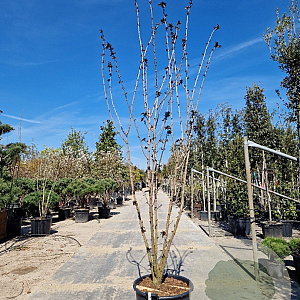 Sambucus nigra Black Tower 250-300 cm container Multistam