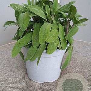 Salvia officinalis GM C3