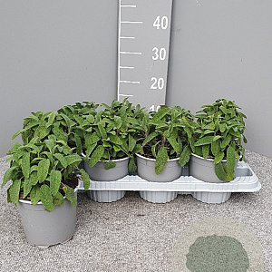 Salvia officinalis P14